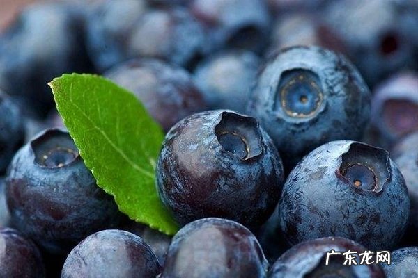 吃蓝莓的禁忌食用注意事项