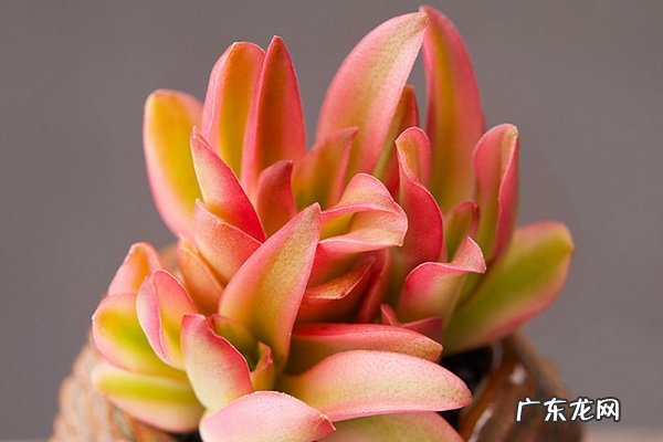 火祭黄叶掉落怎么办叶子发黄补救解决方法