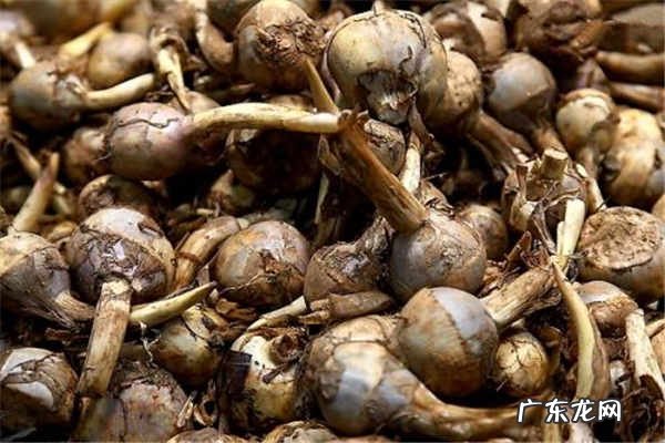 慈菇的功效与作用食用禁忌是什么