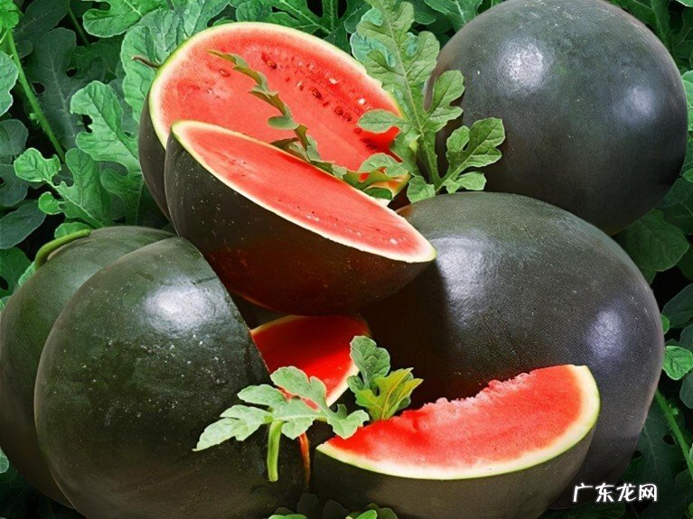 种植最好的西瓜品种盘点 西瓜品种十大排行榜名单