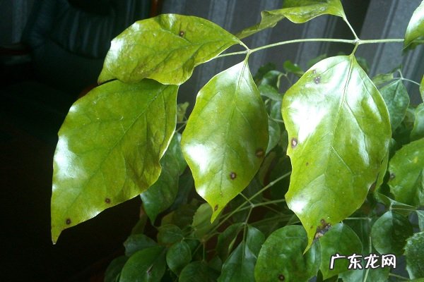 幸福树多久浇一次水浇水多了怎么办