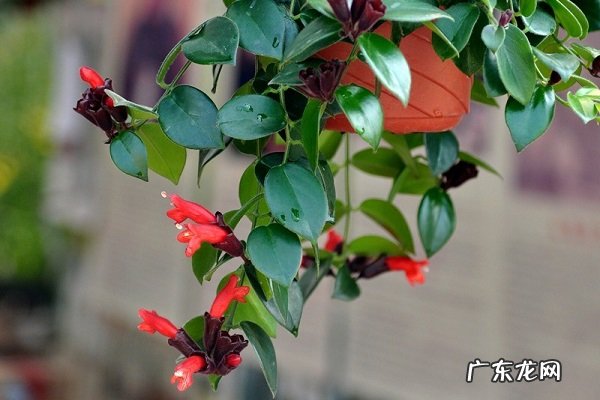 家养盆栽口红吊兰的养殖方法和注意事项有哪些