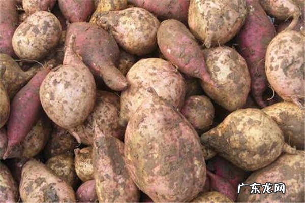 吃红薯会发胖吗功效作用有哪些