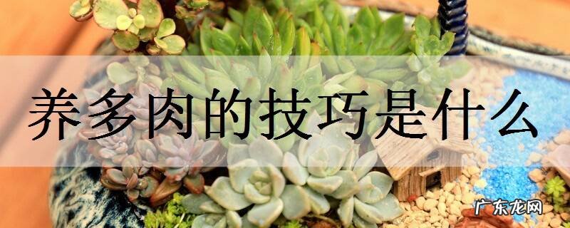 养多肉的技巧是什么需要注意哪些问题