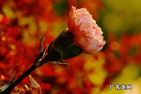 康乃馨怎么养养护要点有哪些