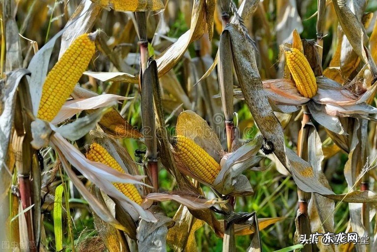 玉米价格最新行情预测 现在的玉米价格是多少钱一斤