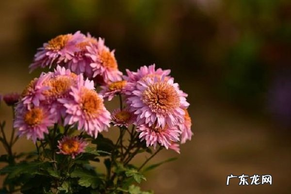 喝菊花茶的禁忌不能和什么一起吃