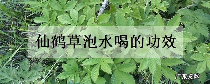 仙鹤草泡水喝的功效