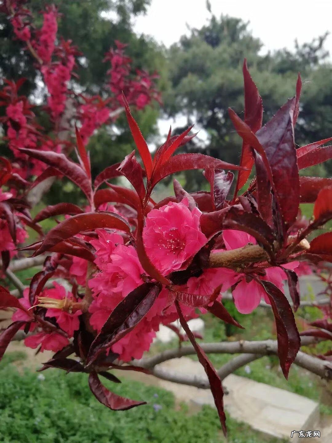 虞美人·碧桃天上栽和露 碧桃天上栽和露赏析