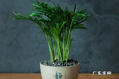 袖珍椰子黄叶掉落怎么办叶子发黄补救解决方法
