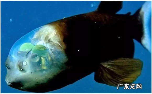 南极冰鱼抗冻的秘密解析 南极冰鱼是什么鱼