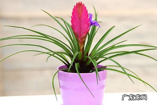 盆栽铁兰只长叶子不开花怎么办