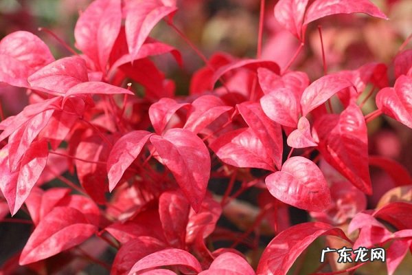 南天竹的养殖方法如何养长得更旺盛