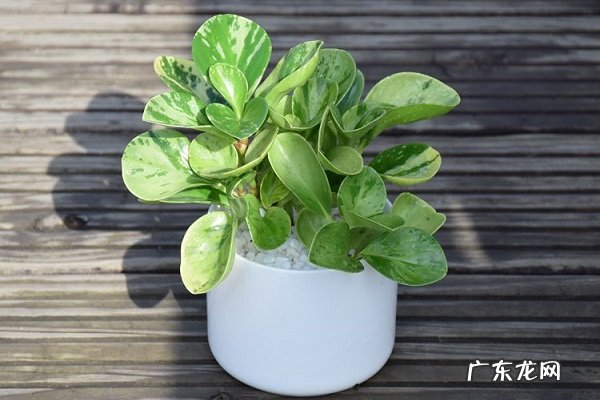 花叶豆瓣绿黄叶掉落怎么办叶子发黄补救解决方法