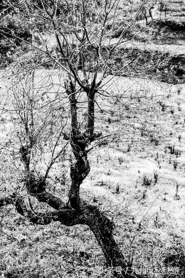 平昌县灵山镇金星村书记 风水镇荣保村党员名单