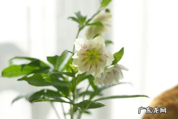 圣诞玫瑰烂根了怎么办根烂怎么处理能救活