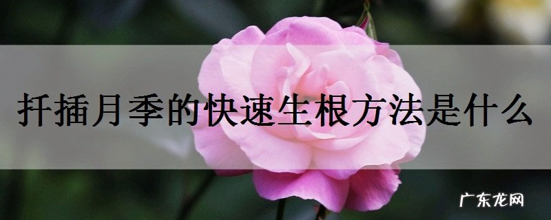 扦插月季的快速生根方法是什么