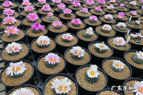 岩牡丹烂根了怎么办根烂怎么处理能救活