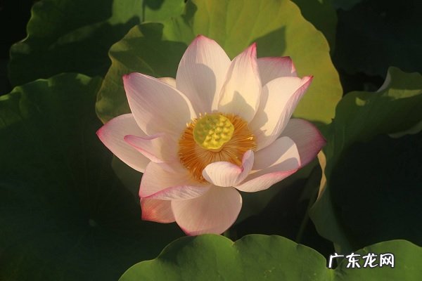 荷花什么季节开花花期在几月份