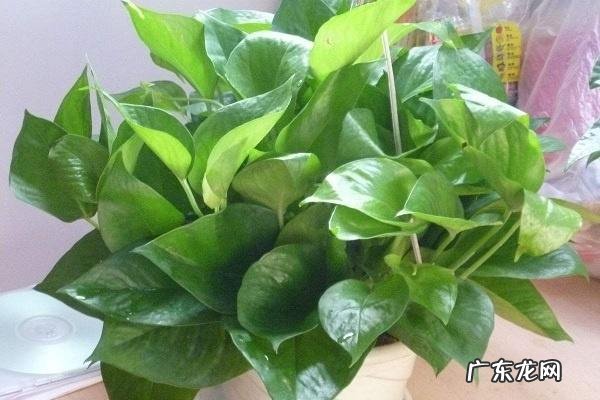 完全喜阴的室内植物哪些植物最耐阴