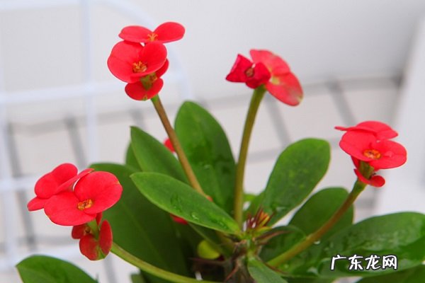 盆栽虎刺梅只长叶子不开花怎么办