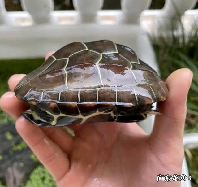 龟壳在风水有什么作用 龟的风水作用是什么呢