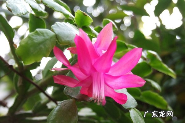 蟹爪兰怎样浇水浇水要点有哪些