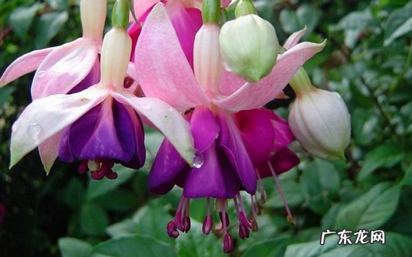 倒挂金钟黄叶掉落怎么办叶子发黄补救解决方法