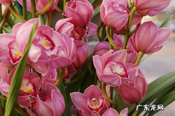 家养盆栽大花蕙兰的养殖方法和注意事项有哪些