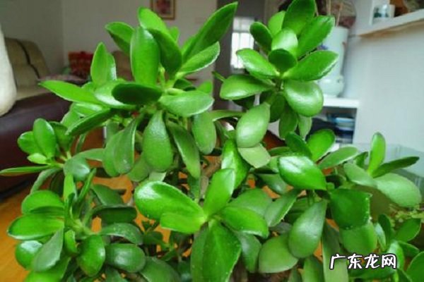 玉树放在家里吉祥吗放在哪里寓意好