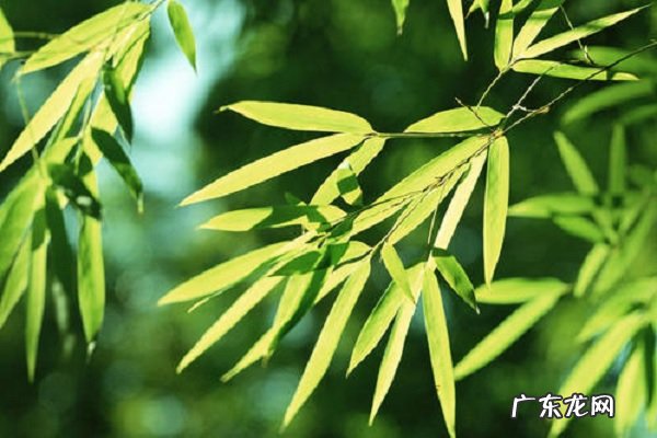 竹子是草还是树究竟是什么植物