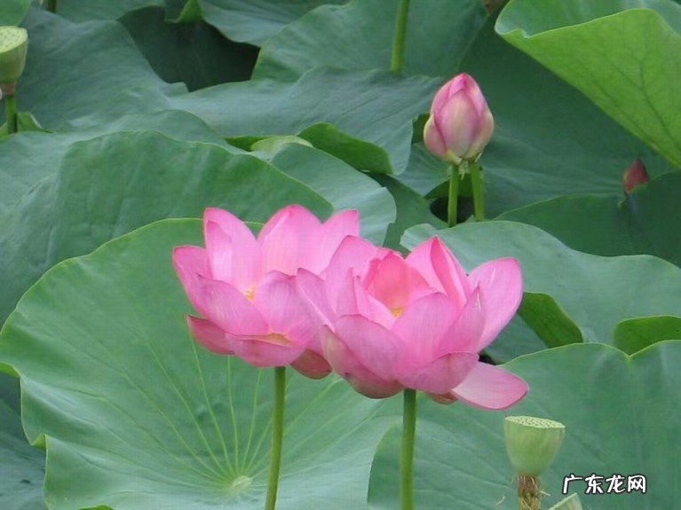 荷花之江南采莲 10首经典采莲古诗欣赏