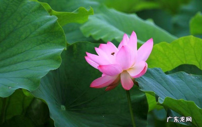 荷花之江南采莲 10首经典采莲古诗欣赏