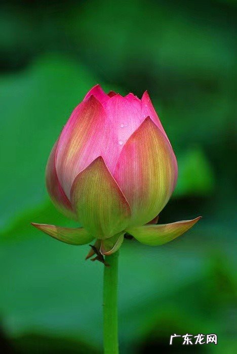 荷花之江南采莲 10首经典采莲古诗欣赏