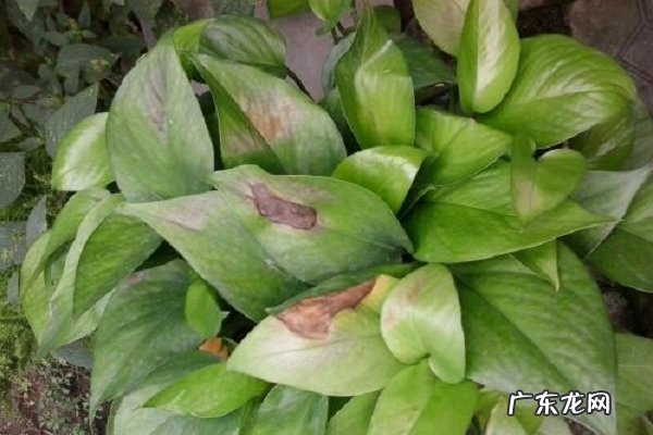 绿萝叶子发黑是什么原因解决方法有哪些