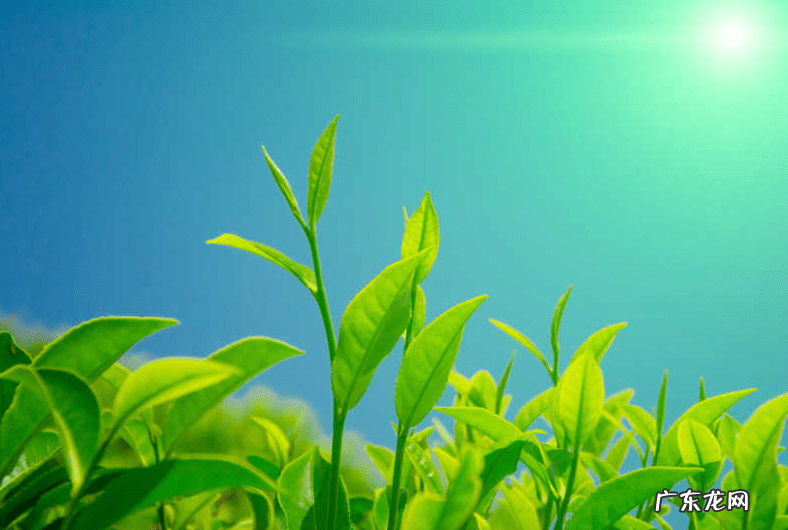 拿茶叶水洗脸的好处 用茶叶水洗脸有什么效果