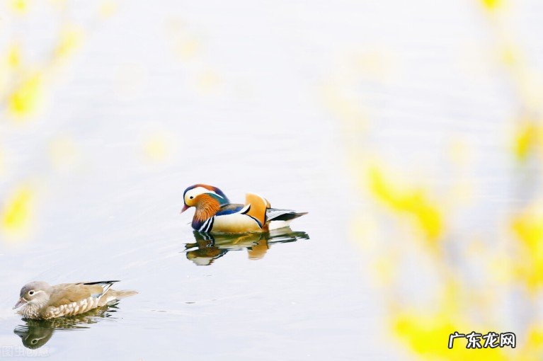 十首藕花诗词写尽夏日情思 关于藕花的诗句都有哪些
