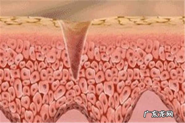 胶原蛋白的功效与作用是什么