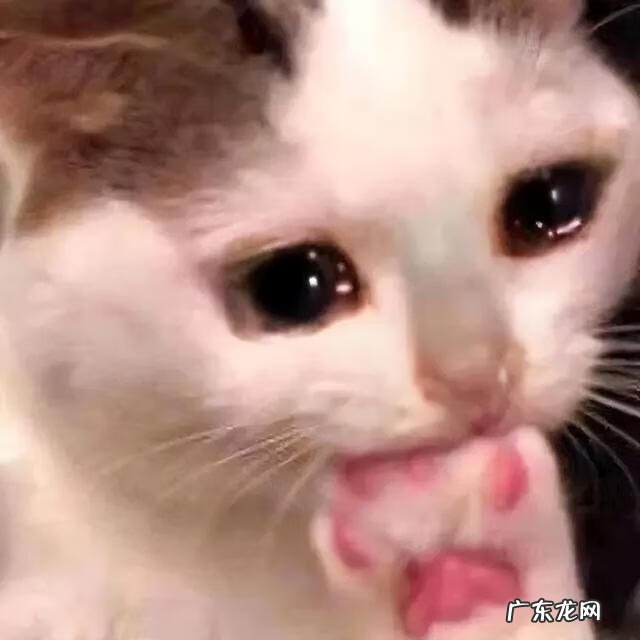 开车压死了猫有什么讲究没有 猫死在车里风水化解