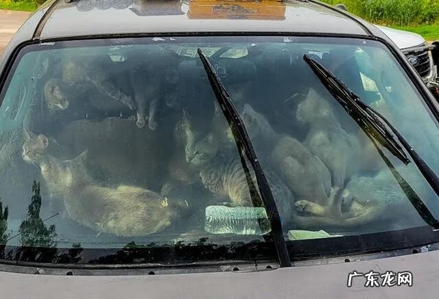 开车压死了猫有什么讲究没有 猫死在车里风水化解