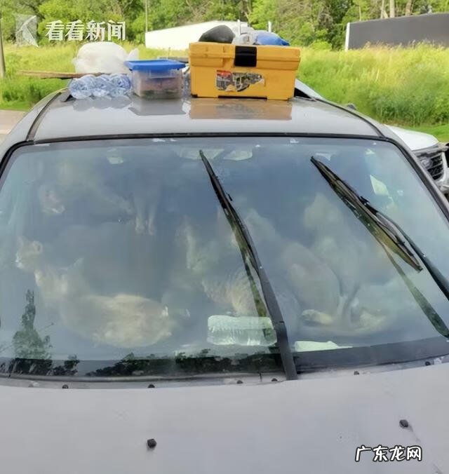 开车压死了猫有什么讲究没有 猫死在车里风水化解