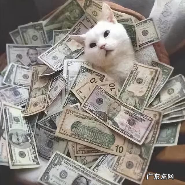 开车压死了猫有什么讲究没有 猫死在车里风水化解