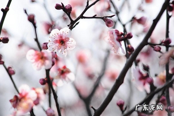 梅花什么时候开花期在什么时候