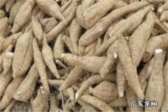 葛根的功效与作用食用禁忌是什么