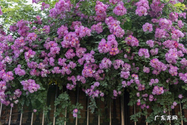 乘凉避暑的诗词有哪些?十二首写尽古人的乘凉之乐