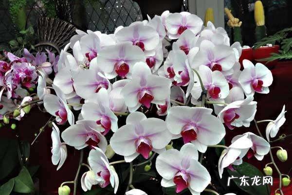 蝴蝶兰怎么养如何养护才可以开花