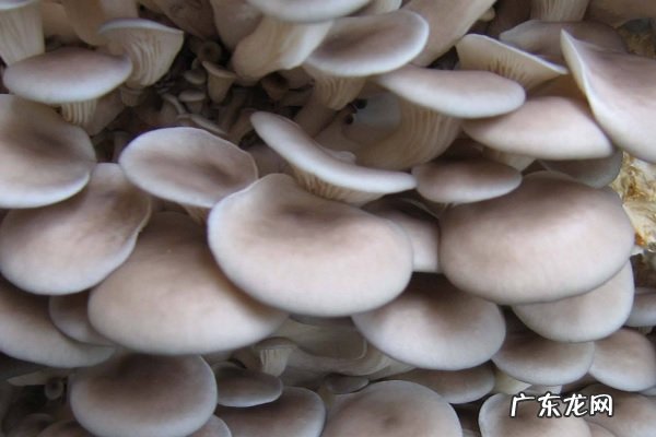 平菇长白毛了还能吃吗