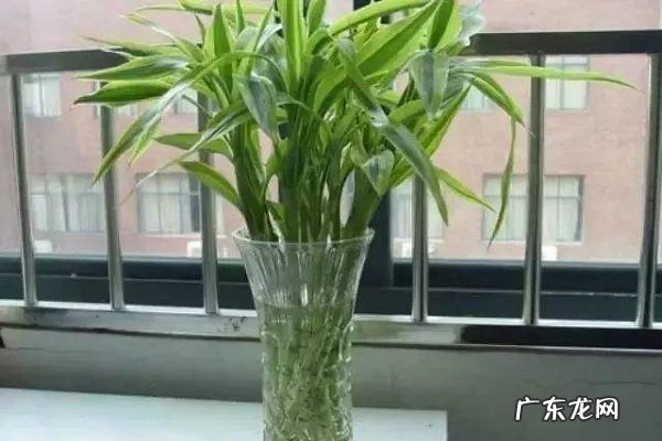 富贵竹水养技巧怎么养长的旺盛