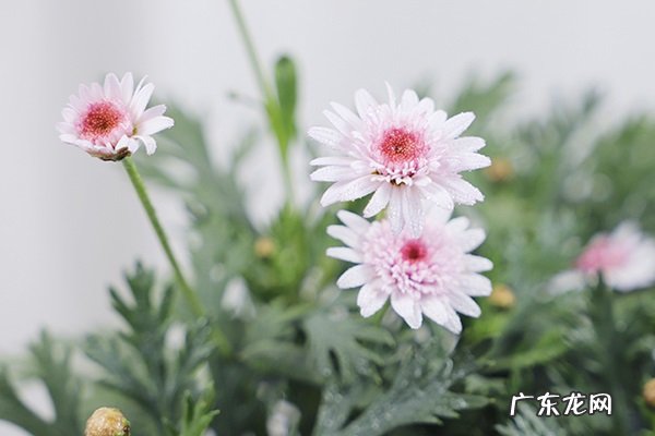 玛格丽特花烂根了怎么办根烂怎么处理能救活