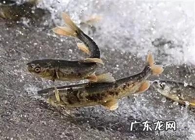 青海湖是淡水湖吗?湖中的鱼又少又小这是为何?